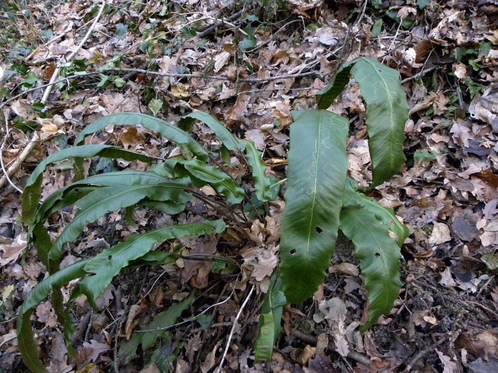 Asplenium scolopendrium